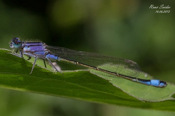 Grosse Pechlibelle Die Große Pechlibelle (Ischnura elegans) ist eine Kleinlibellenart, deren deutscher Name auf die pechschwarze Färbung...