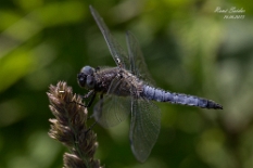 Grosser Blaupfeil Der Große Blaupfeil (Orthetrum cancellatum) ist die größte Libellenart der Gattung Orthetrum aus der Familie der...