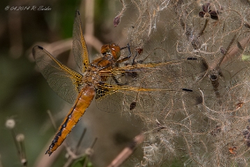 Zweifleck Der Zweifleck (Epitheca bimaculata) ist eine Großlibellen-Art aus der Familie der Falkenlibellen (Corduliidae). Diese...