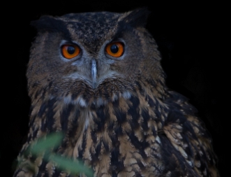 Uhu Der Uhu (Bubo bubo) ist eine Vogelart aus der Gattung der Uhus (Bubo), die zur Ordnung der Eulen (Strigiformes) gehört....