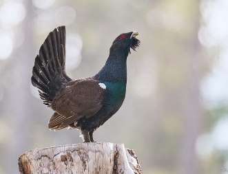 Auerhuhn Das Auerhuhn (Tetrao urogallus) ist eine Vogelart aus der Familie der Fasanenartigen und der Ordnung der Hühnervögel. Es...
