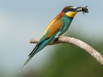 Bienenfresser Der Bienenfresser (Merops apiaster) ist ein auffallend bunter Vogel aus der gleichnamigen Familie der Bienenfresser...