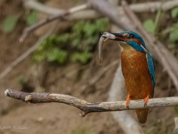 Eisvogel Der Eisvogel (Alcedo atthis) ist die einzige in Mitteleuropa vorkommende Art aus der Familie, der Eisvögel...