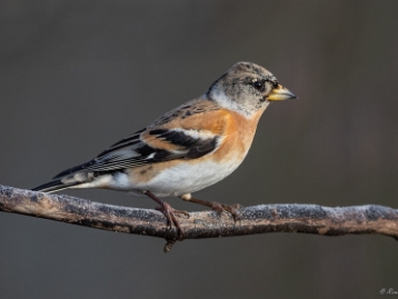 Bergfink Der Bergfink oder Nordfink (Fringilla montifringilla) ist eine Singvogelart aus der Unterfamilie der Edelfinken...