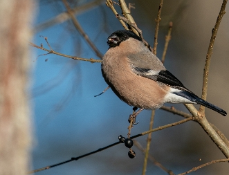 Gimpel Der Gimpel (Pyrrhula pyrrhula), auch Dompfaff oder Blutfink genannt, ist eine Vogelart aus der Familie der Finken...