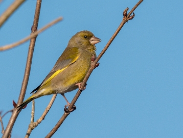 Grünfink Der Grünling (Carduelis chloris), auch Grünfink genannt, ist ein Vogel aus der Familie der Finken, der in ganz Europa,...