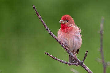 Karmingimpel Der Karmingimpel (Carpodacus erythrinus) ist ein Singvogel aus der Familie der Finken. Der Karmingimpel wird bis 15cm...