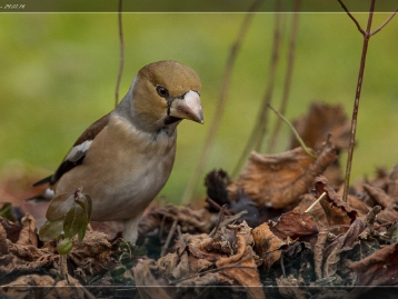 Kernbeißer Der Kernbeißer (Coccothraustes coccothraustes) ist die größte in Europa heimische Art der Finken (Fringillidae). Der...