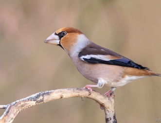 Kernbeißer Der Kernbeißer (Coccothraustes coccothraustes) ist die größte in Europa heimische Art der Finken (Fringillidae). Der...