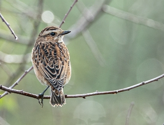 Braunkehlchen Das Braunkehlchen (Saxicola rubetra) ist ein Singvogel aus der Gattung der Wiesenschmätzer (Saxicola) und der Familie...