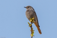 Hausrotschwanz Der Hausrotschwanz (Phoenicurus ochruros) ist eine Singvogelart aus der Familie der Fliegenschnäpper (Muscicapidae). Er...