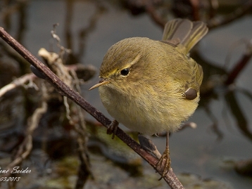 Fitis Der Fitis (Phylloscopus trochilus) ist ein Singvogel aus der Gattung der Laubsänger (Phylloscopus) und der Familie der...