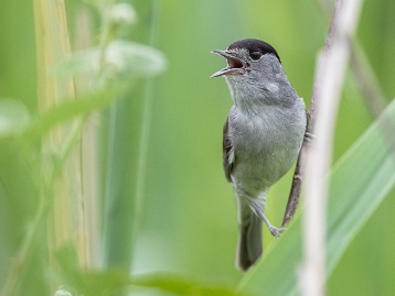 Mönchsgrasmücke Die Mönchsgrasmücke (Sylvia atricapilla) ist ein Singvogel aus der Gattung der Grasmücken (Sylvia). Die Mönchsgrasmücke...