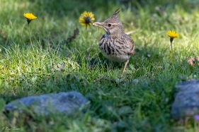 Haubenlerche Die Haubenlerche (Galerida cristata) ist eine Vogelart aus der Familie der Lerchen (Alaudidae). Ihr Bestand in...