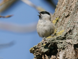 Weidenmeise Die Weidenmeise oder Mönchsmeise (Poecile montana, Syn. Parus montanus) ist eine Vogelart in der Familie der Meisen...