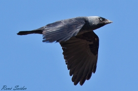 Dohle Die Dohle (Corvus monedula) ist eine Singvogelart aus der Familie der Rabenvögel (Corvidae). Die Dohle ist ein...