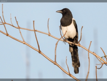 Elster Die Elster (Pica pica) ist eine Vogelart aus der Familie der Rabenvögel. Die männlichen und weiblichen Elstern...