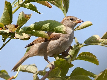 Haussperling Der Haussperling (Passer domesticus) – auch Spatz genannt – ist eine Vogelart aus der Familie der Sperlinge (Passeridae)...