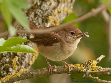 Nachtigall Die Nachtigall (Luscinia megarhynchos) ist eine Vogelart aus der Ordnung der Sperlingsvögel (Passeriformes),...