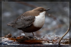 Wasseramsel Die Wasseramsel oder Eurasische Wasseramsel (Cinclus cinclus) ist die einzige auch in Mitteleuropa vorkommende...