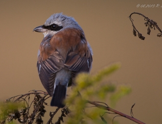 Neutöter Der Neuntöter (Lanius collurio) oder Rotrückenwürger ist eine Vogelart aus der Familie der Würger (Laniidae) und in...