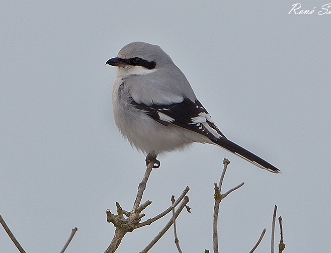Raubwürger Der Südliche Raubwürger (Lanius meridionalis), auch Mittelmeer-Raubwürger ist ein etwa amselgroßer Vertreter der Gattung...