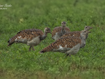 Grosstrappe Die Großtrappe (Otis tarda) ist ein scheuer Vogel aus der Familie der Trappen (Otididae). Sie zählt zu den schwersten...