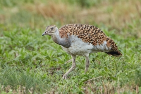 Grosstrappe Die Großtrappe (Otis tarda) ist ein scheuer Vogel aus der Familie der Trappen (Otididae). Sie zählt zu den schwersten...