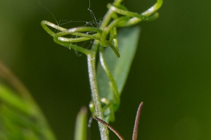 Gemeiner Grashüpfer