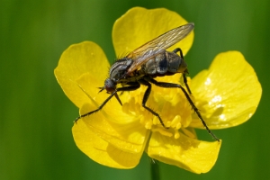 Fliege
