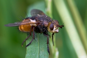 Igelfliege