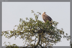 Gänsegeier