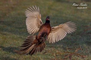 Hühnervögel