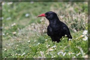 Rabenvögel