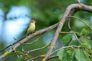 Der Gelbspötter ist ein Singvogel aus der Familie der Rohrsängerartigen. Er ist verglichen mit anderen Spöttern recht auffallend gefärbt mit einer im frischen Gefieder bräunlich olivgrünen Ober- und einer hellgelben Unterseite. Mit einer Körperlänge von 12,0 bis 13,5 cm und einem Gewicht von 11 bis 19 g ist die Art deutlich kleiner als ein Haussperling und nur etwa halb so schwer. Bei adulten Vögeln ist die gesamte Oberseite des Rumpfes sowie Hals und Kopf einfarbig bräunlich olivgrün. Quelle: Wikipedia