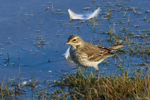 Bergpieper