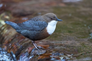 Wasseramsel