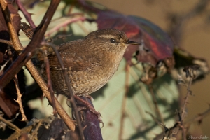 Zaunkönig