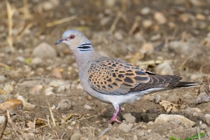 Taubenvögel